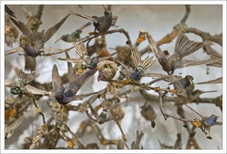 Этим колибри из Музея естествознания больше 150 лет.