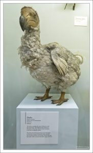 Птица Додо, или Маврикийский дронт - вымерший вид нелетающей птицы; эндемик острова Маврикий. Исчезла в 17-м веке.