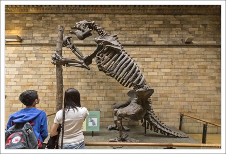 Скелет Мегатерия - вымершего гигантского ленивца. Предположительно исчез в результате охоты первобытных людей, заселивших Америку около 15 000 лет назад. Лондонский Музей естествознания.