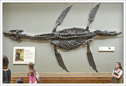 Плиозавры (лат. Pliosaurus) — морские хищные рептилии, обитавшие в океанах, с середины юрского до начала мелового периода на территории современной Англии, Норвегии и России.