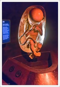 Выставка, посвященная биологии человека в Музей естествознания в Лондоне.