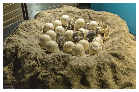 Галерея динозавров в Лондонском музее естествознания.