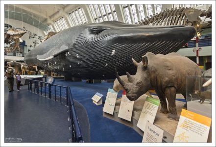Синий кит блювал, а также модели современных наземных млекопитающих в Лондонском музее естествознания.
