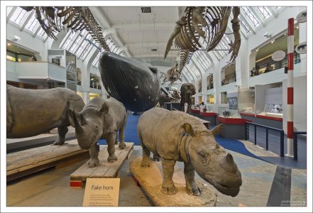 Надпись на табличке объясняет, почему у моделей носорогов в большинстве музеев сделан искуственный рог: чтобы предотвратить потенциальное воровство. Рог носорога до сих пор очень ценится во многих частях мира, как средство от всех болезней.