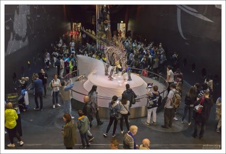 Cамый неповрежденный ископаемый скелет стегозавра из когда-либо найденных. Три метра в высоту и почти шесть в длину.