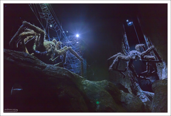 Запретный лес является родным домом для колонии гигантских пауков-акромантулов.