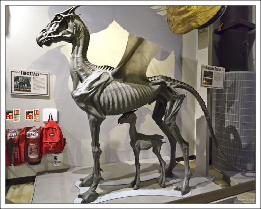 Фестралы (англ. Thestral) — редкие волшебные существа, относящиеся к фестрической породе крылатых коней.