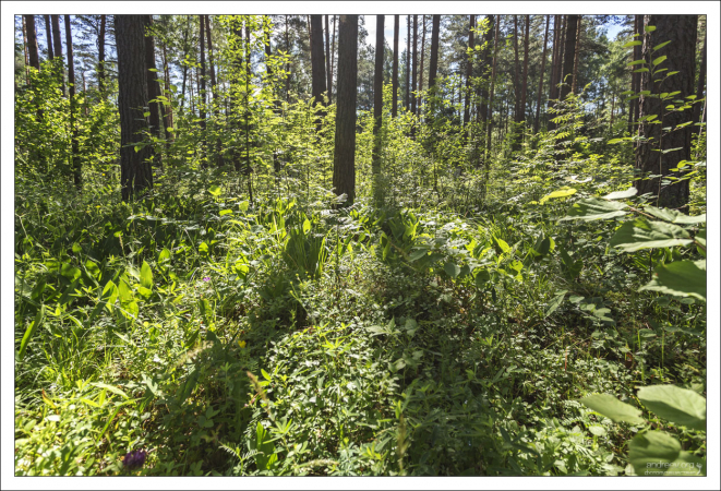 Белорусский лес.