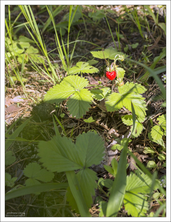 В июле поспела белорусская земляника.