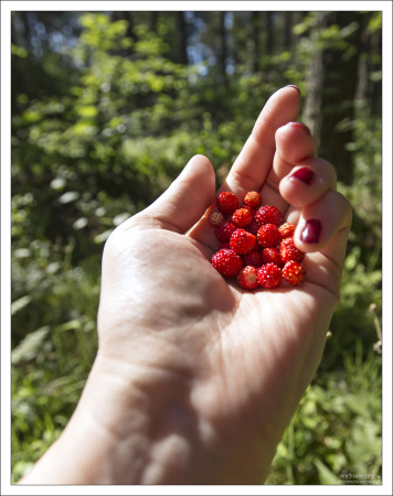 Пригоршня земляники.