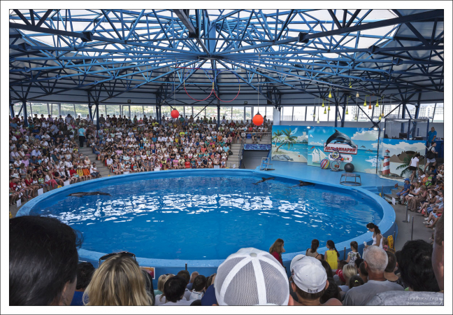 Дельфинарий Сочи-парка.