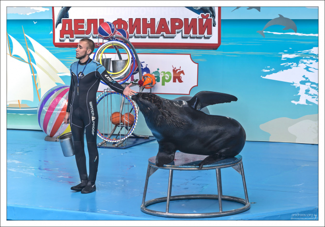 Звезда дельфинария - морской котик Семен.