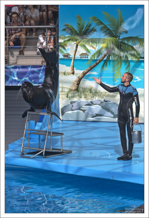 Морской котик Семен умеет задерживать дыхание на 10 минут и петь басом.