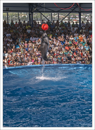 27-летний дельфин Паша.