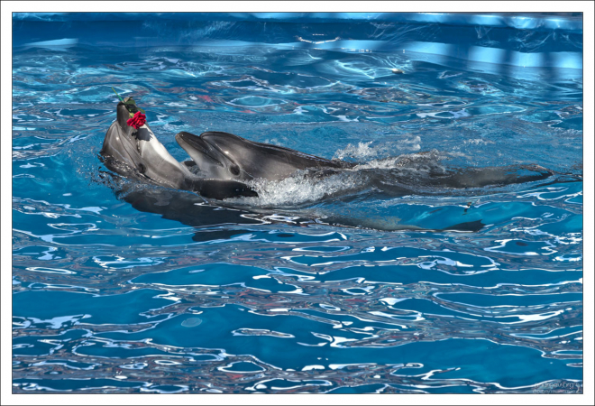 Танго от дельфинов.