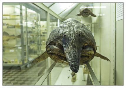 Рыба Калуга, семейство осетровых, в Зоологическом музее.
