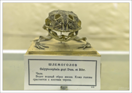 Шлемоголов - гигантская южноамериканская лягушка. Весит от 0,5 до 3 кг. Зоологический музей.