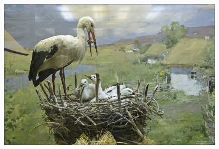 Гнездо аиста. Диорама Зоологического музея.