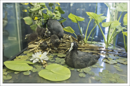 Птица лысуха, которая также встречается и в Техасе. Этой диораме около 60 лет.