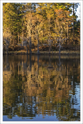 Средняя глубина озера Каддо составляет всего 2 метра.