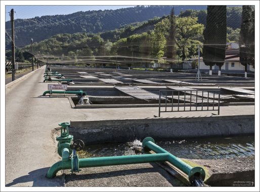 Форель выращивается в водоемах с артезианской водой, и разделена по породам.