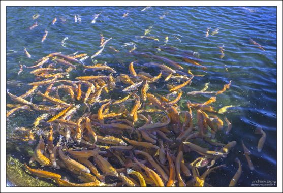 Хозяйству принадлежит две собственные породы радужной форели – Адлер и Адлерская янтарная.