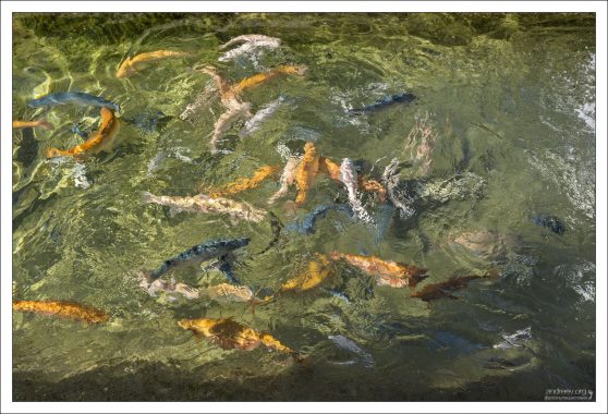 Голубая форель пока не размножается, а плавает среди «золота» для контраста и красоты.