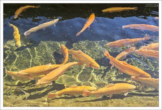 Адлерская янтарная форель.