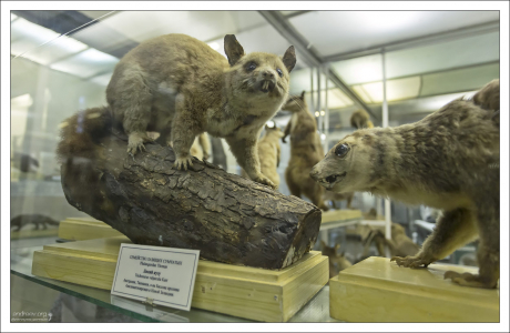 Австралийский Лисий кузу, или щёткохвост.
Диорама Зоологического музея.