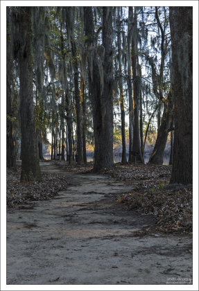 Озеро Caddo широко известно своим кипарисовым лесом, одним из крупнейших на планете.