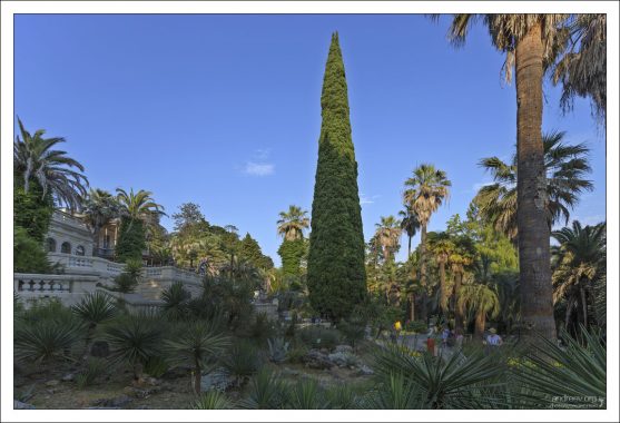 В Сочинском дендрарийй произрастает 54 вида пальм, кипарисов, и множество редких субтропических растений.