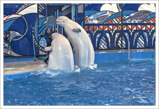 Белухи в Большом Сочинском дельфинарии парка “Ривьера”.