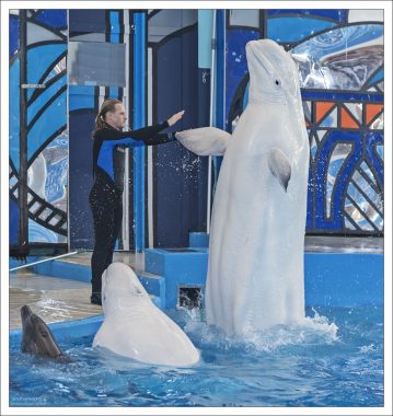 Белухи Гоша и Глаша, 12 лет от роду.