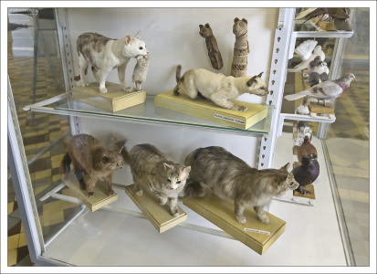 Диорама с разными породами кошек. Зоологический музей.