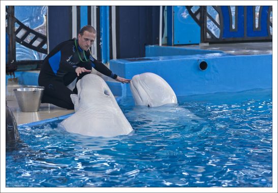 Голова у белухи небольшая, «лобастая», без клюва. Позвонки на шее не слиты вместе, поэтому белуха в отличие от большинства китов, способна поворачивать голову.