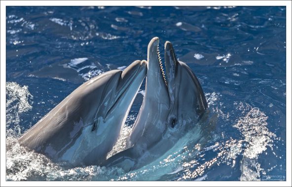 Острые дельфиньи зубки.