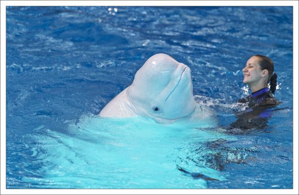 Интересно, что новорождённые белухи… синие и тёмно-синие, после года становятся серыми и голубовато-серыми; особи старше 5 лет – чисто белые.