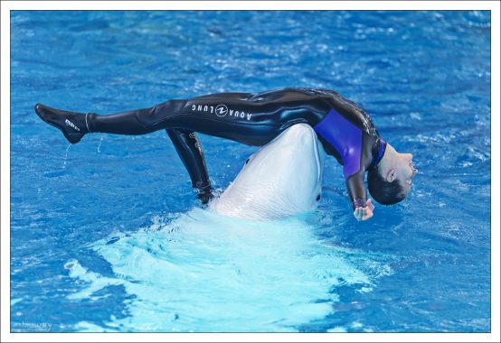 Белуха отличается ловкостью, она способна плавать на спине и даже задом наперёд; хорошо дрессируется.