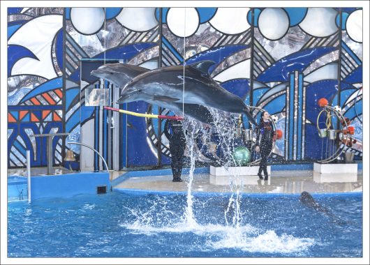 Дельфины в прыжке.