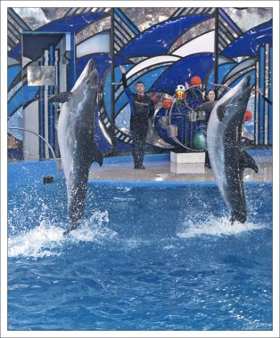 Танцующие дельфины.