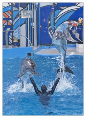 Дельфин взлетает над водой, мощно отталкиваясь хвостом.