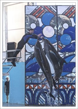 Дельфины с дрессировщиком в Большом Сочинском дельфинарии.