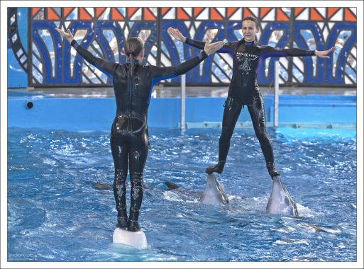 Балансирование на носах дельфинов и голове белухи.