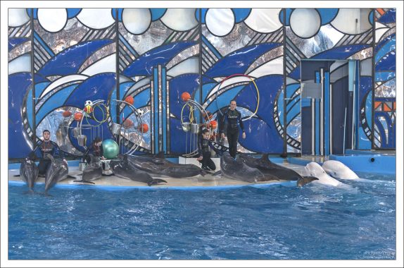 Амфитеатр дельфинария рассчитан на 1300 посадочных мест, площадь демонстрационного бассейна – 285 кв.м., глубина – 6,8 м, температура воды в бассейне +24 градуса.