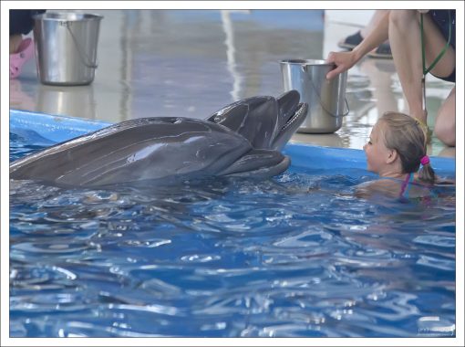 Из представленных дочке двух дельфинов один был явно больше заинтересован в ведерке с рыбой, зато другой глаз с нее не сводил.