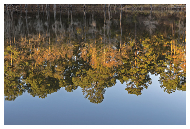 Кипарис болотный обыкновенный в перевернутом виде :)