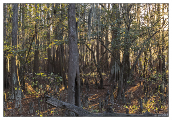 Заросли таксодиума двурядного. Крону таксодиума часто увивает своими прядями так называемый испанский мох.