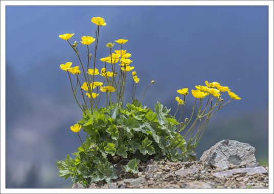 Высокогорные лютики на Роза Пик.