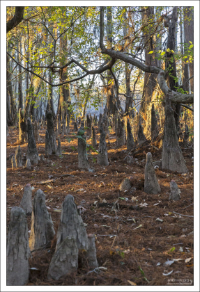 Корни болотных кипарисов образуют оригинальные выросты — пневматофоры. Они вырастают конической или бутылковидной формы, возвышаясь на 1—2 м над уровнем воды или заболоченной почвы.