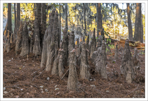 Пневматофоры - растущие вверх дыхательные корни некоторых древесных растений, развивающиеся из подземных корней или корневищ.
Их основная функция — снабжение кислородом подземных частей растений, произрастающих в заболоченной почве и в приливно-отливной полосе морских побережий.